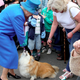 Image for article titled The Queen's Corgis Eat Better Than I Do